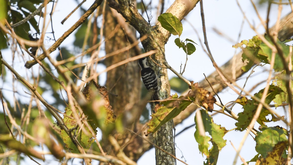 Gray-capped Pygmy Woodpecker - ML422921421