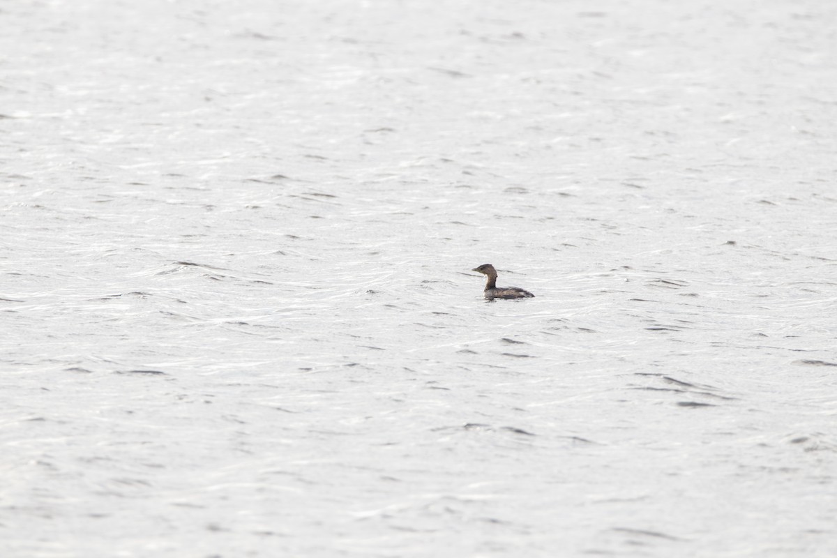 Pied-billed Grebe - ML422921941