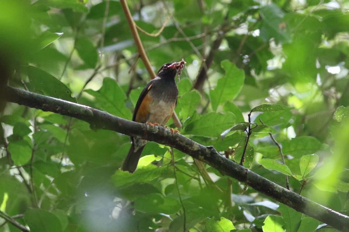 Taita Thrush - ML422922981