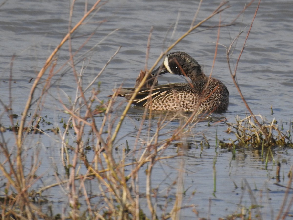Blue-winged Teal - ML422923161