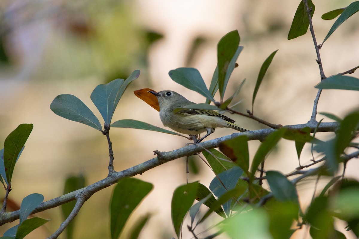 Ruby-crowned Kinglet - ML422923231