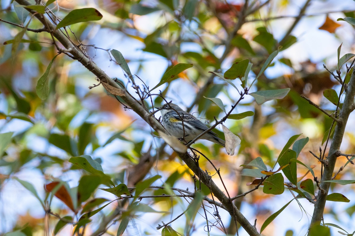 Yellow-rumped Warbler - ML422923791