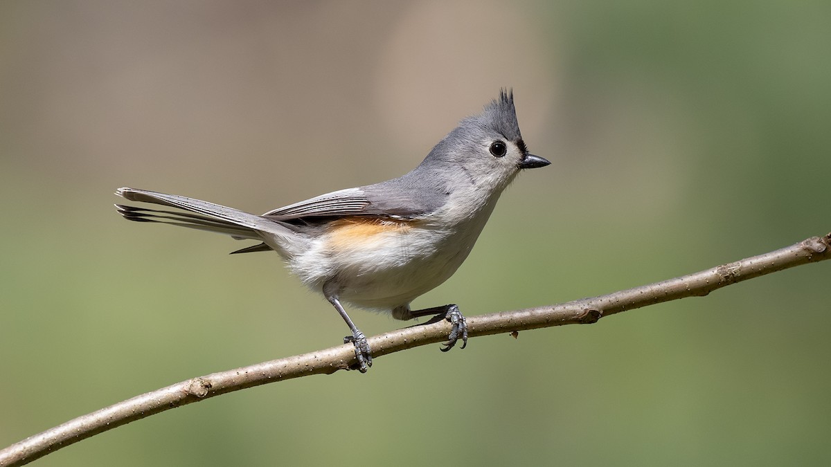 Tufted Titmouse - Julio Mulero