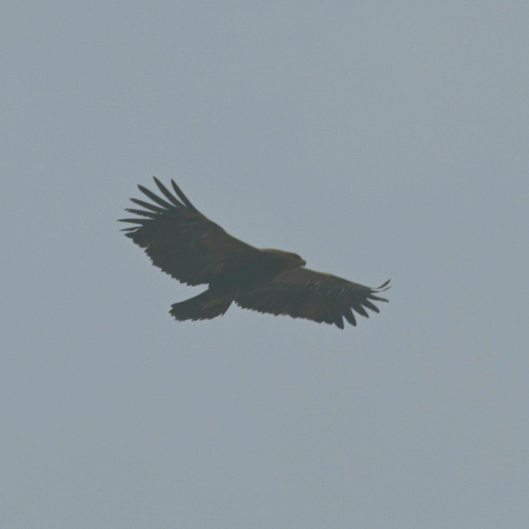 Бор бүргэд - ML422924981