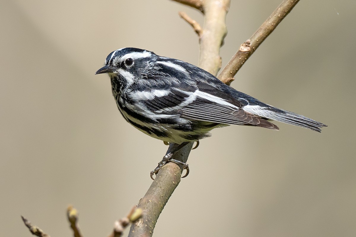 シロクロアメリカムシクイ - ML422925661