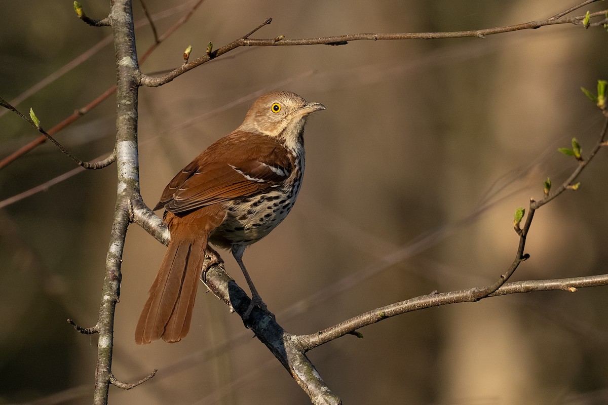 チャイロツグミモドキ - ML422925941