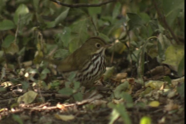 Ovenbird - ML422926