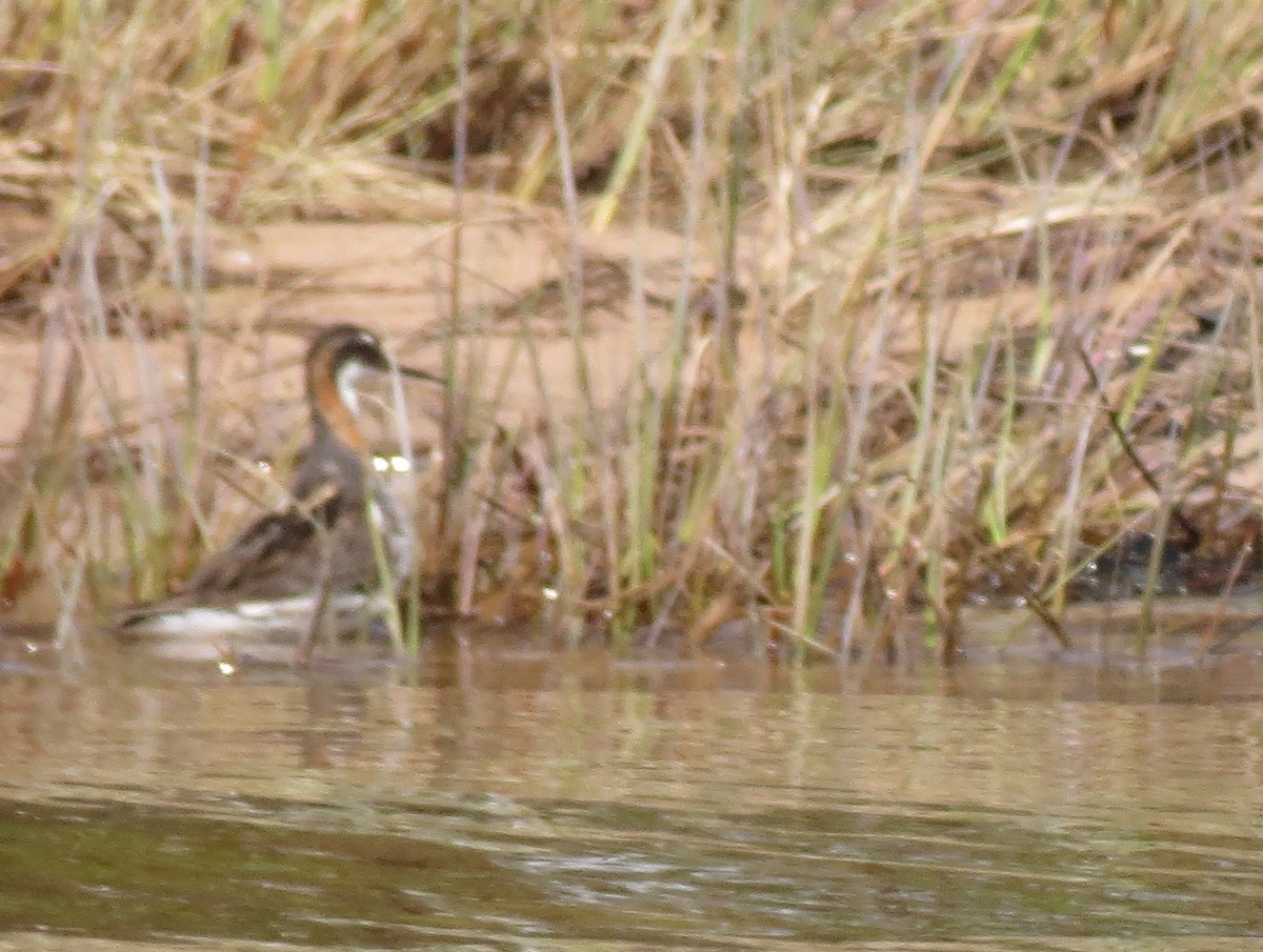 Red-necked Phalarope - ML42292661