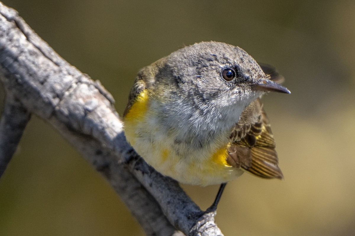 American Redstart - Steven Hunter