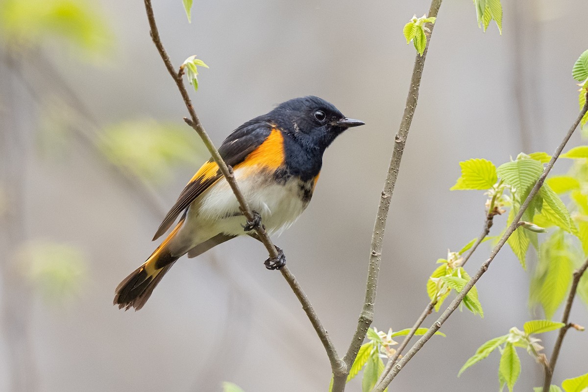 ハゴロモムシクイ - ML422927021