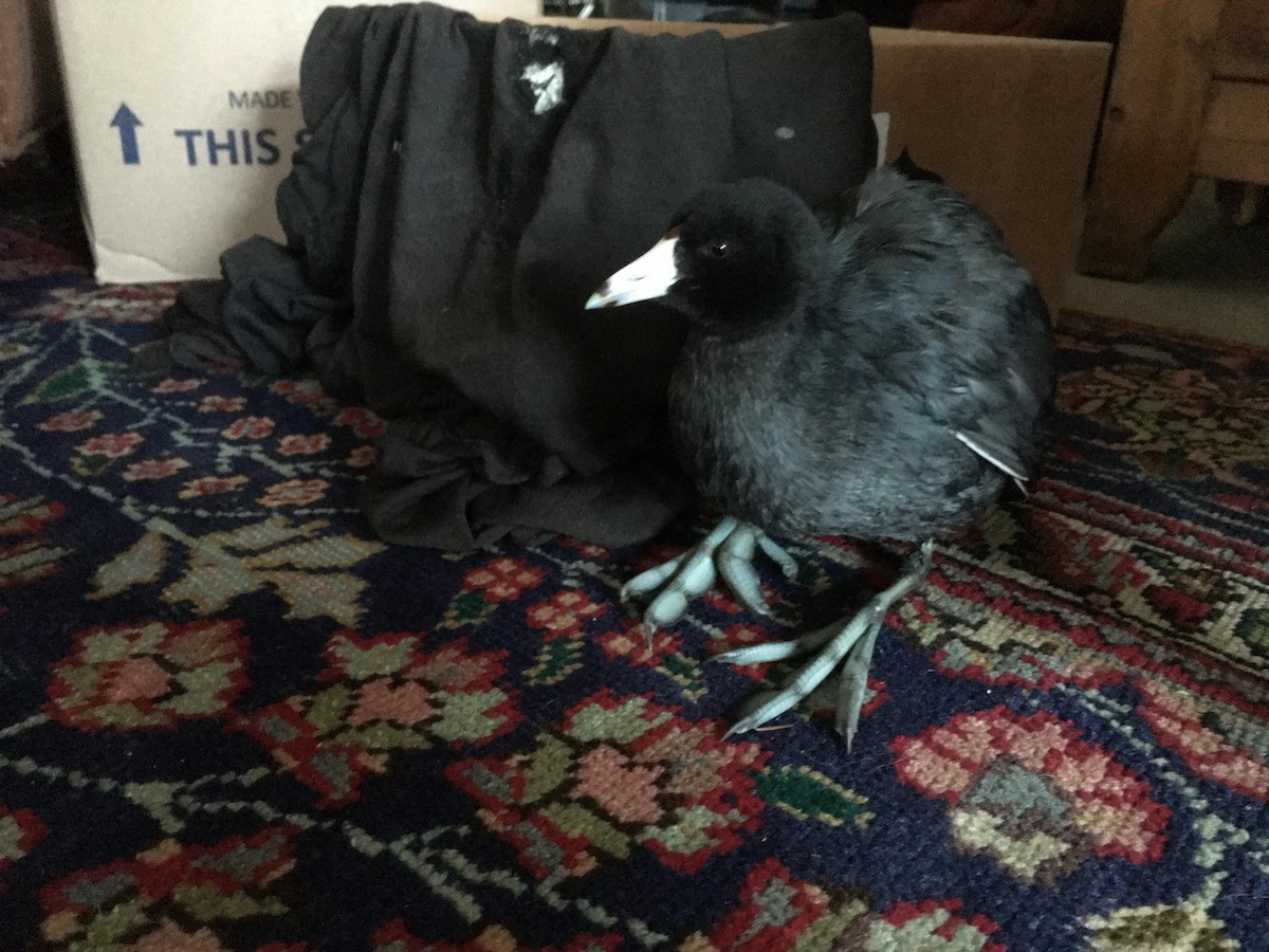 American Coot - ML422927471