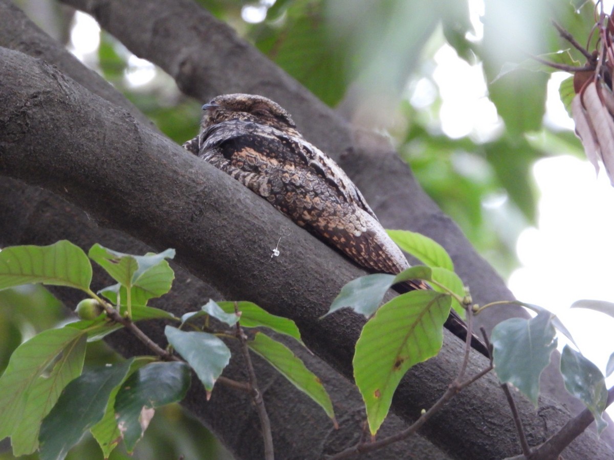 Gray Nightjar - ML422927571