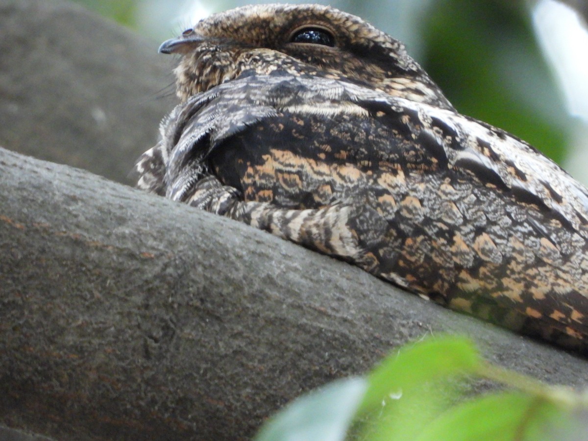 Gray Nightjar - ML422927681