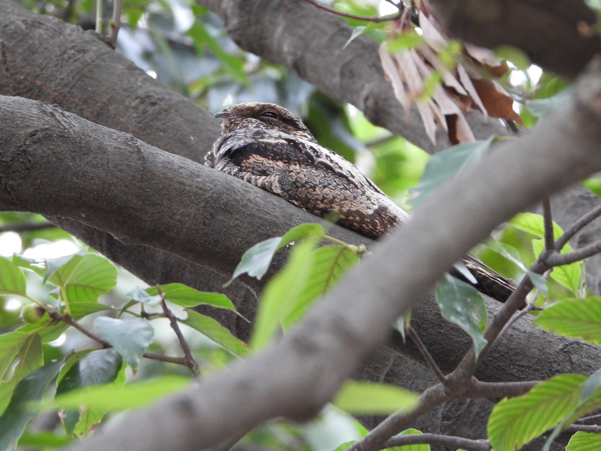 Gray Nightjar - ML422927761