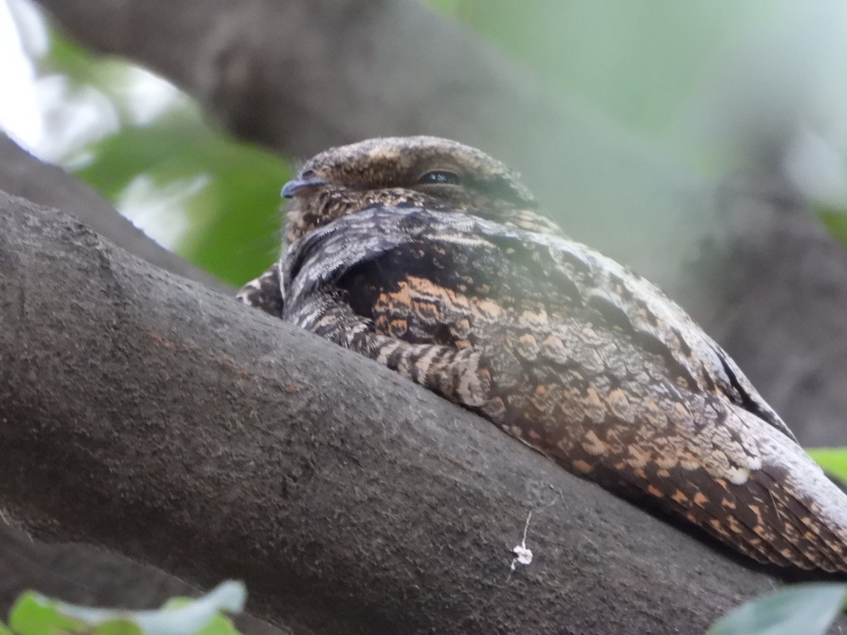 Gray Nightjar - ML422927771