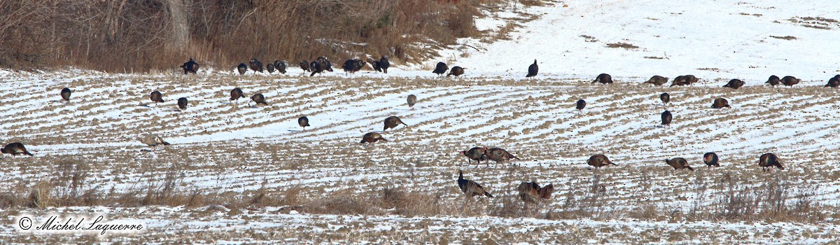 Wild Turkey - ML42292851