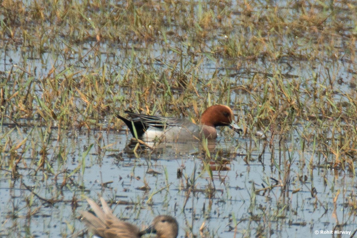 Eurasian Wigeon - ML422928671