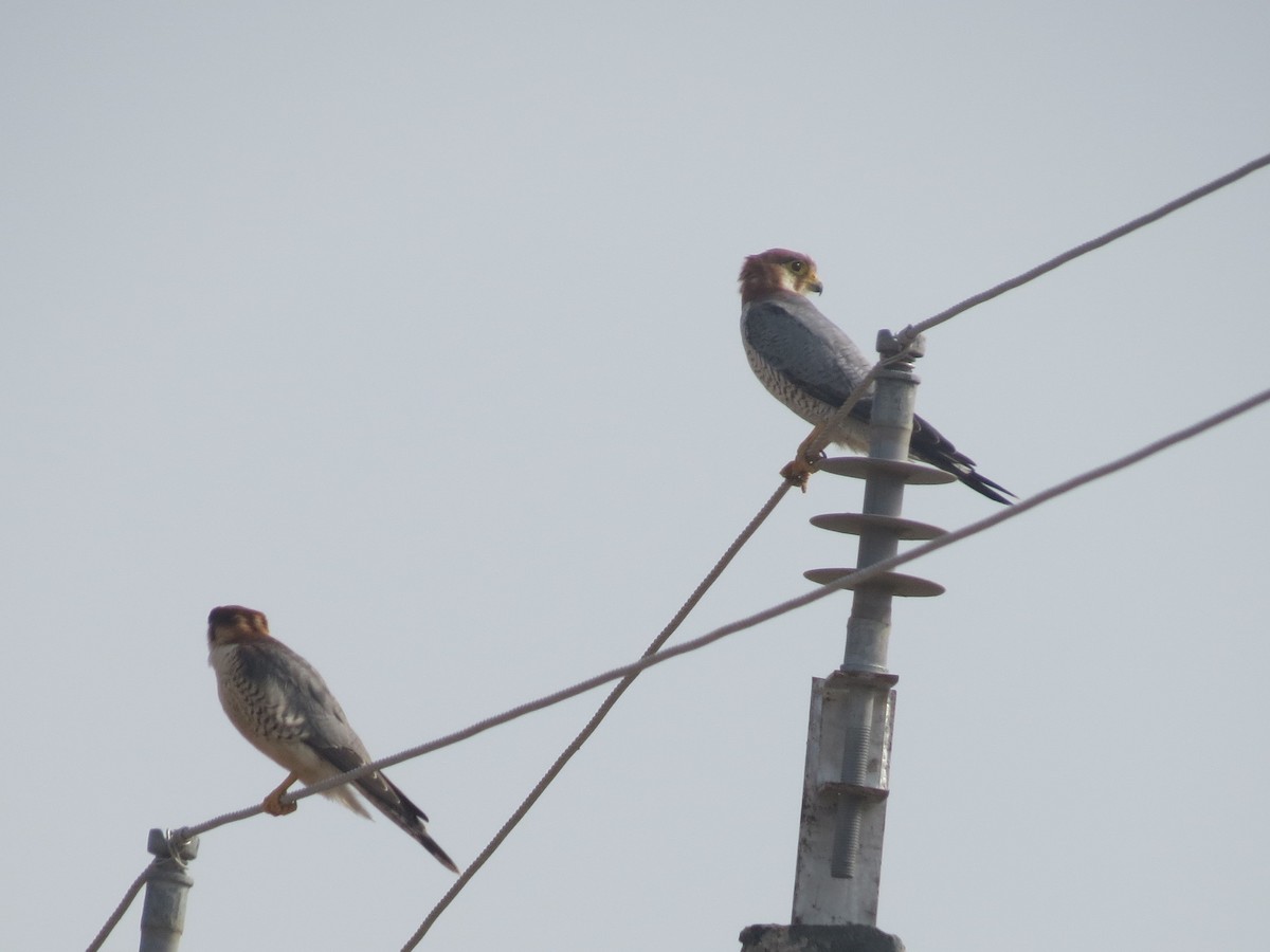 Red-necked Falcon - ML422929301