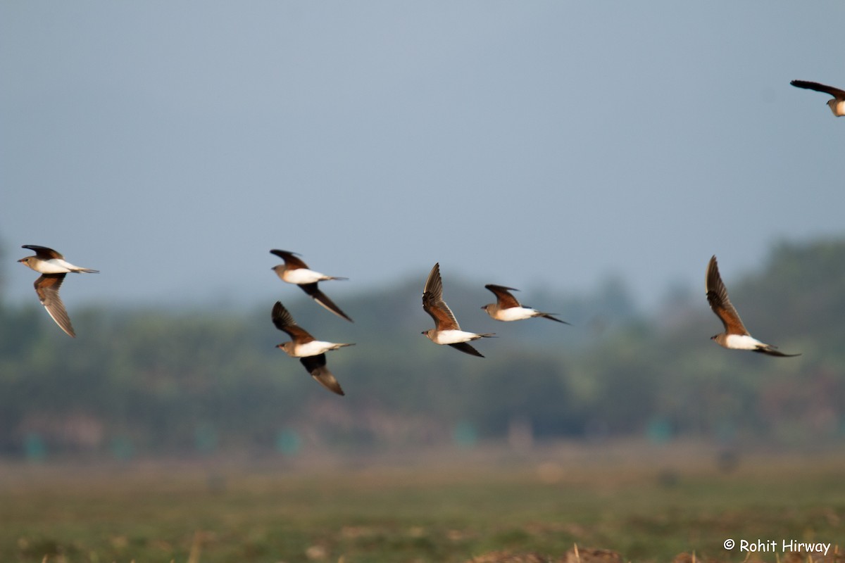 Oriental Pratincole - Rohit Hirway