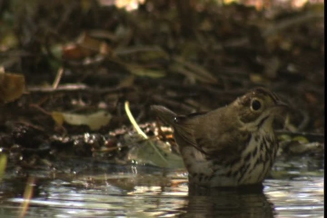 Ovenbird - ML422931