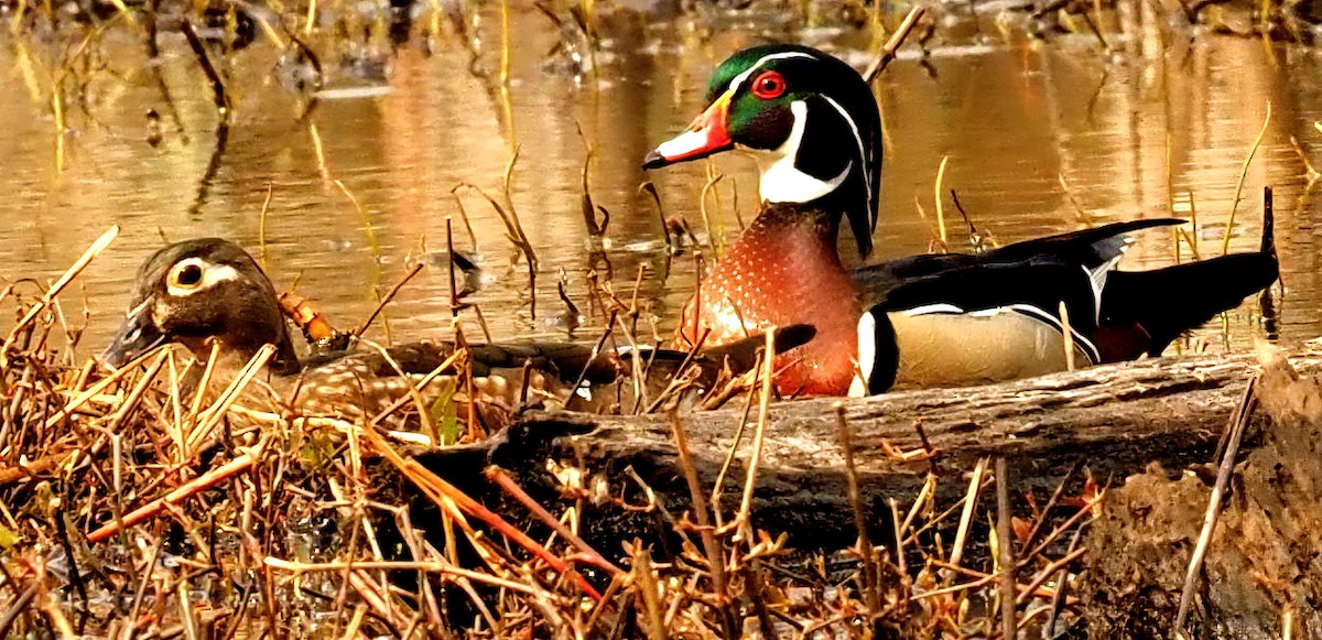 Wood Duck - ML422931451