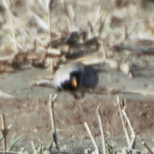 Usapal buztanluzea - ML422931831