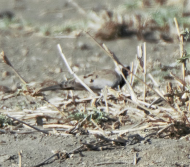 Usapal buztanluzea - ML422931841