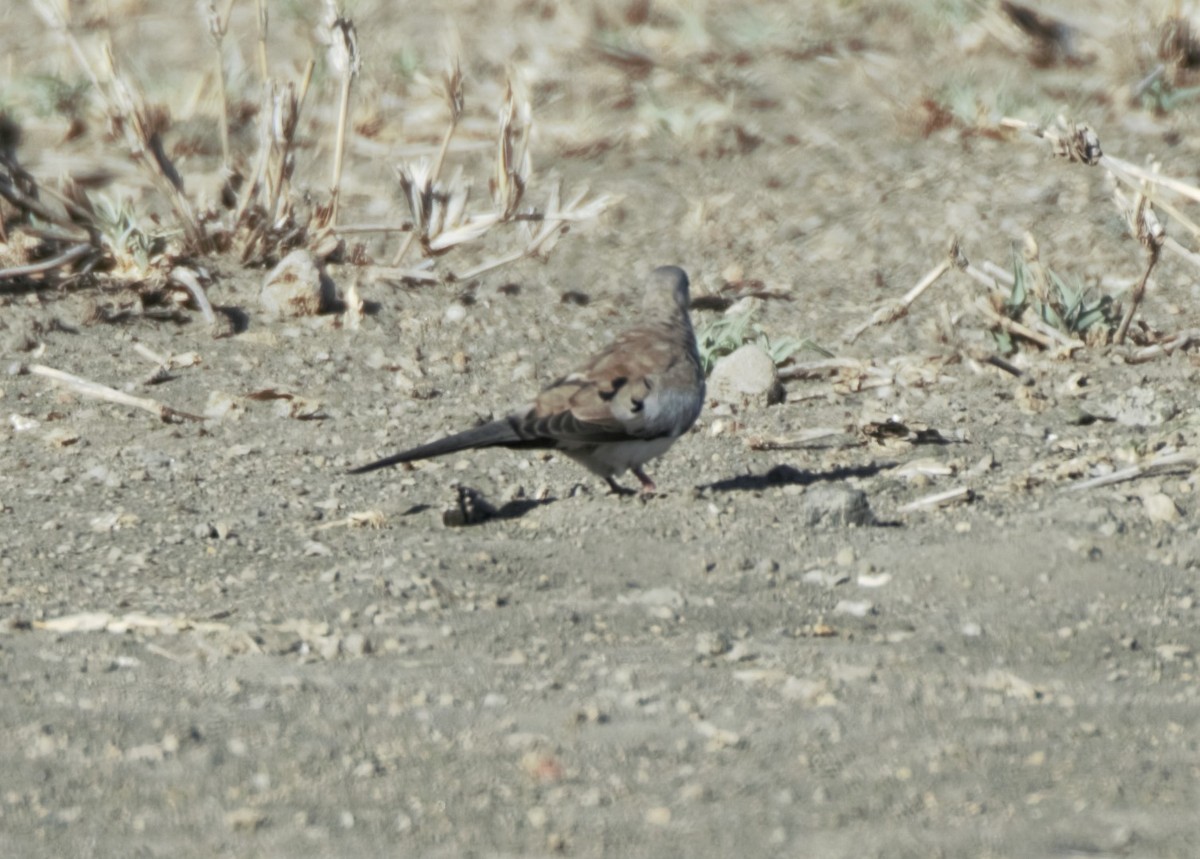 Usapal buztanluzea - ML422931871