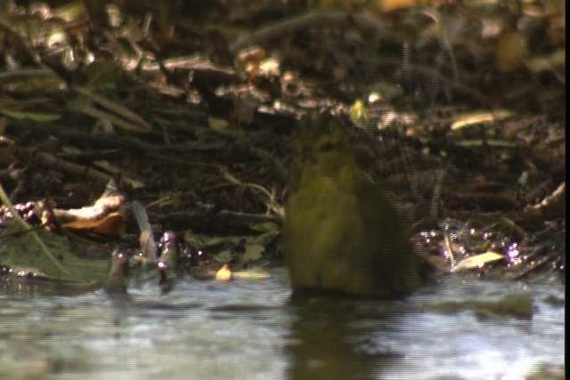 Tennessee Warbler - ML422932