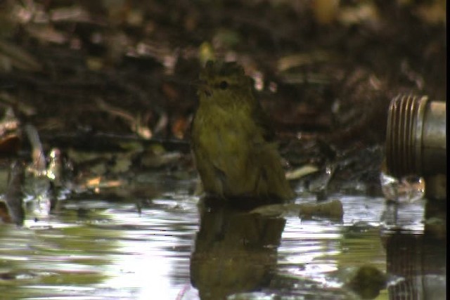 Tennessee Warbler - ML422933