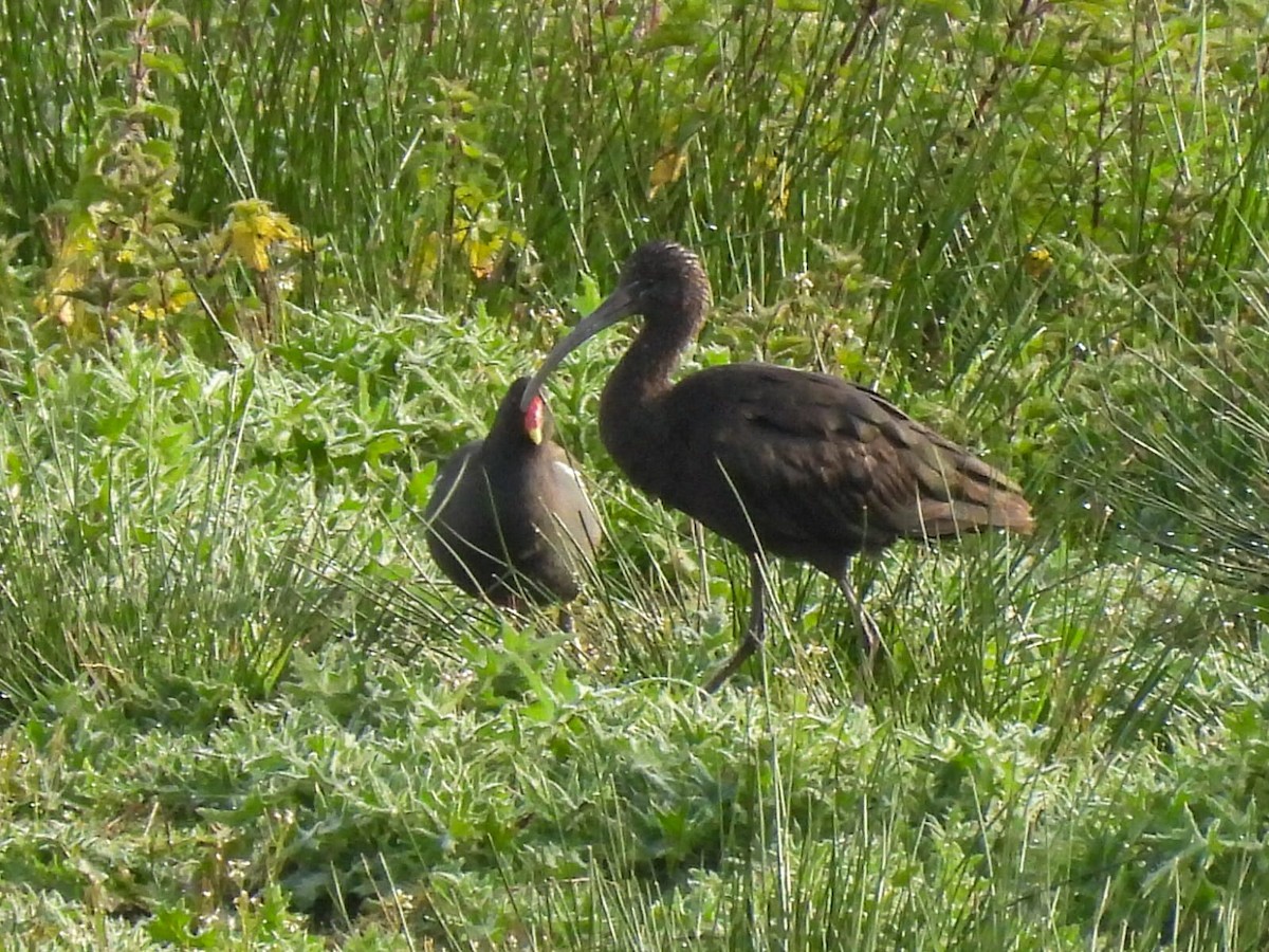 ibis hnědý - ML422933541