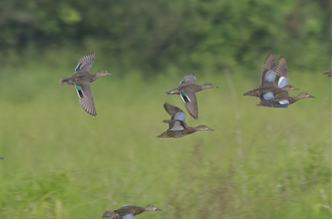 Green-winged Teal - ML42293481