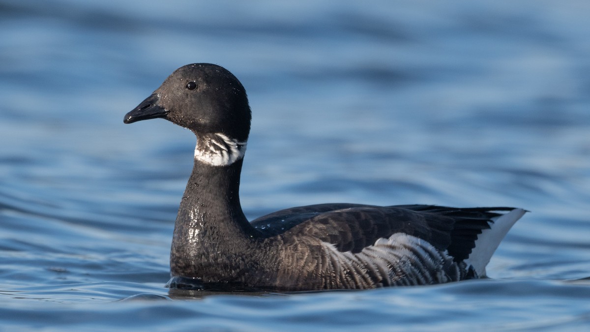 Brant - ML422935041