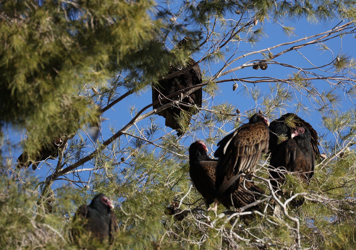 Turkey Vulture - ML422935171