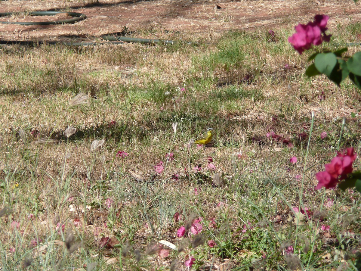 eBird Checklist - 30 May 2008 - Karajarri Tourism Hub and Cultural Base ...