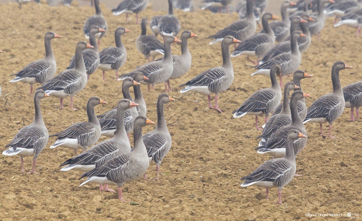 Graylag Goose - ML42293631