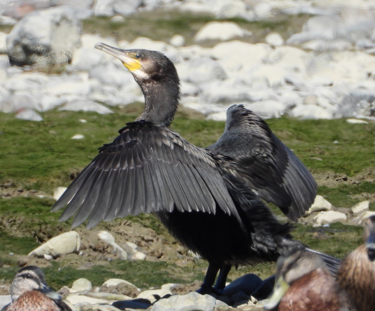 Great Cormorant - ML422936711