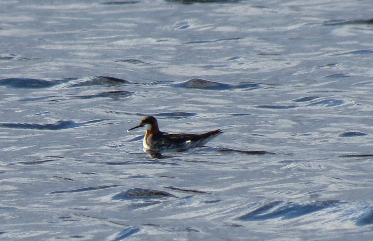 Red-necked Phalarope - ML42293691