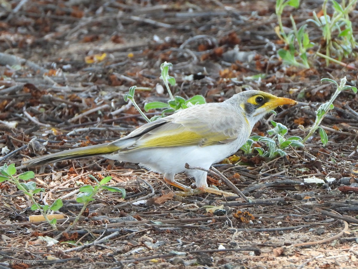 Yellow-throated Miner - ML422936961