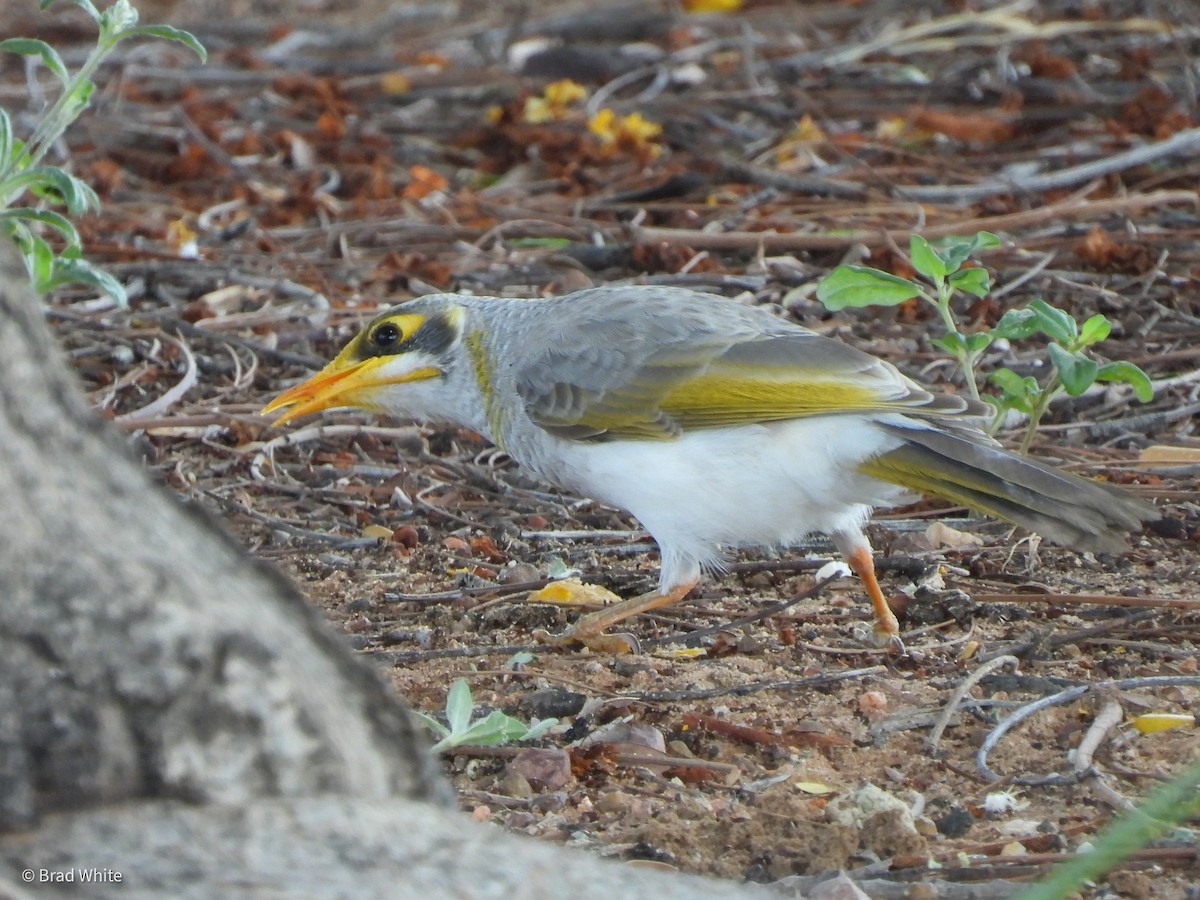 Yellow-throated Miner - ML422936971