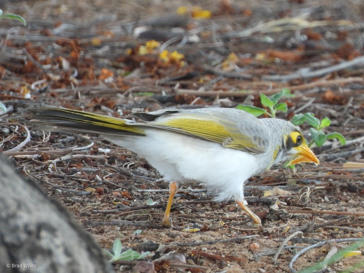 Yellow-throated Miner - ML422936981