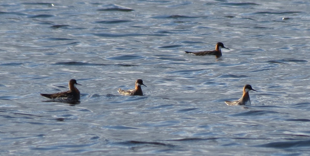 Red-necked Phalarope - ML42293701