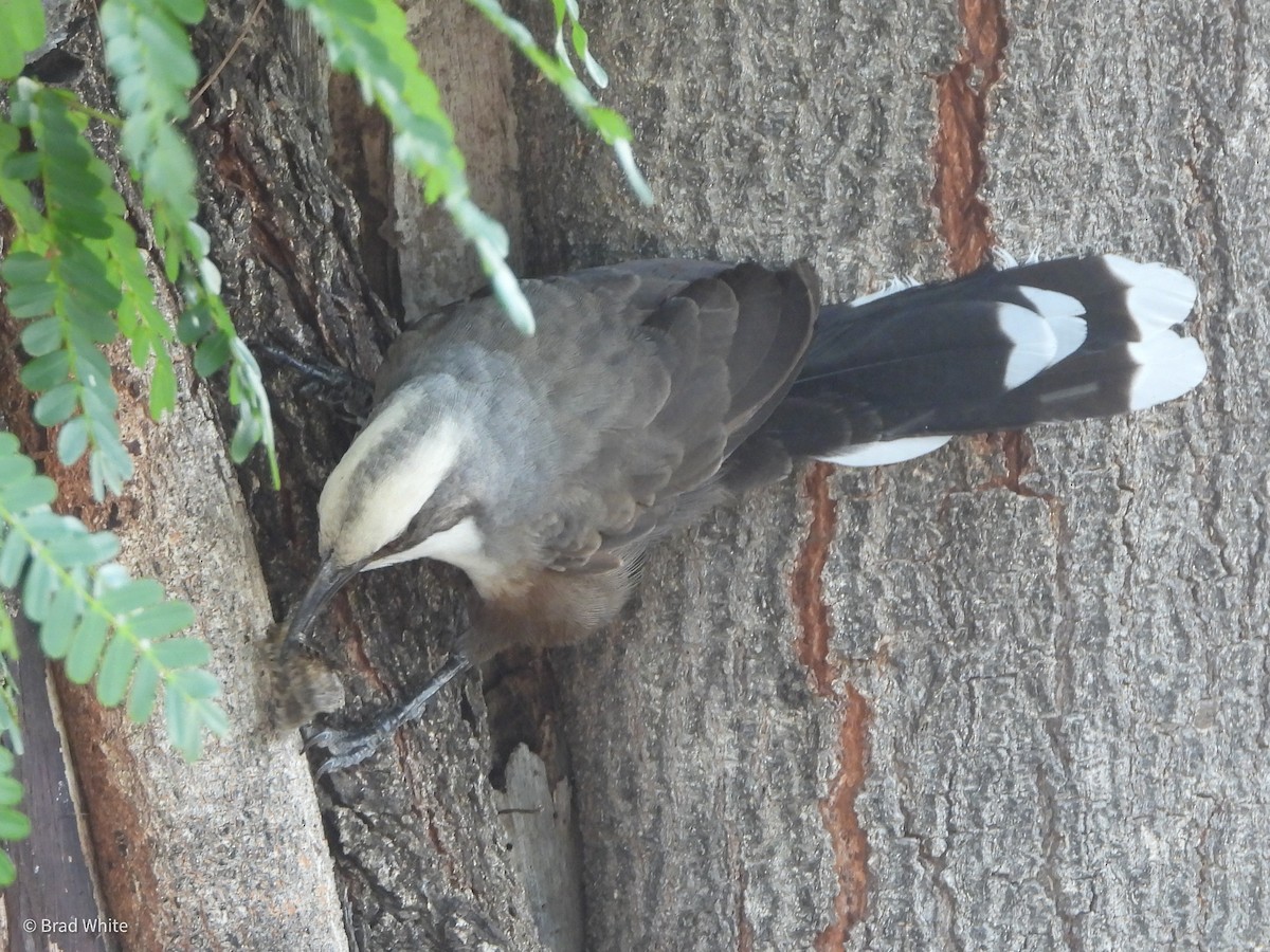 Gray-crowned Babbler - ML422937071