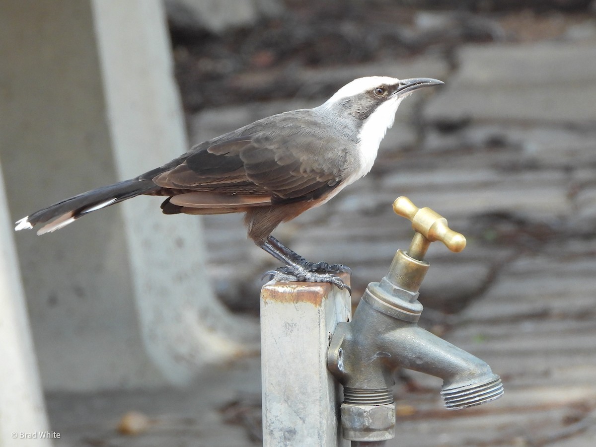 Gray-crowned Babbler - ML422937101
