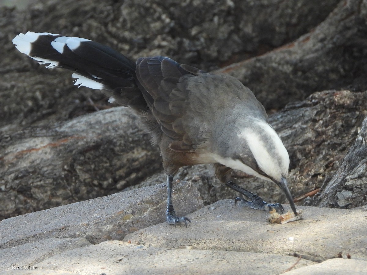 Gray-crowned Babbler - ML422937111