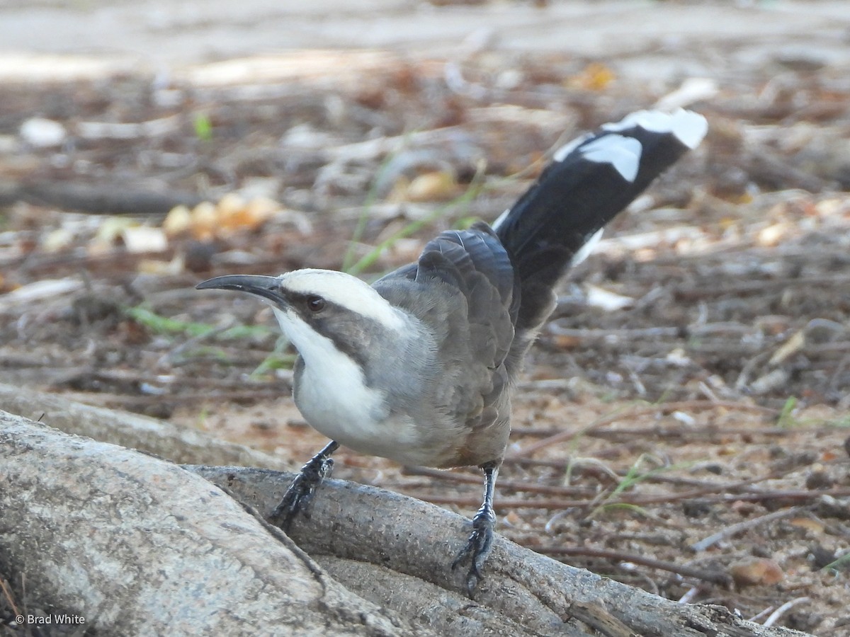 Gray-crowned Babbler - ML422937201