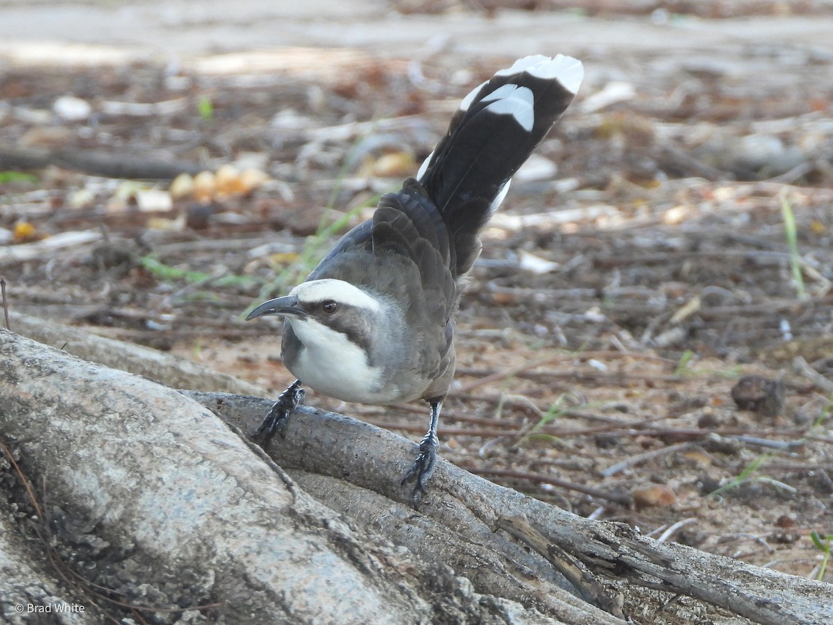 Gray-crowned Babbler - ML422937211