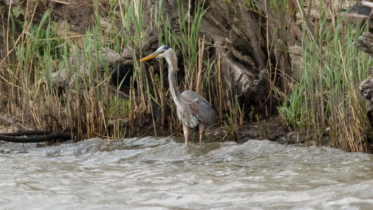 Great Blue Heron - Rodney Baker