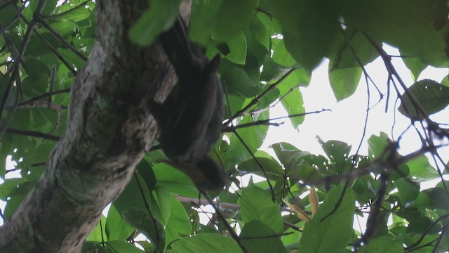 Great Slaty Woodpecker - ML422937731