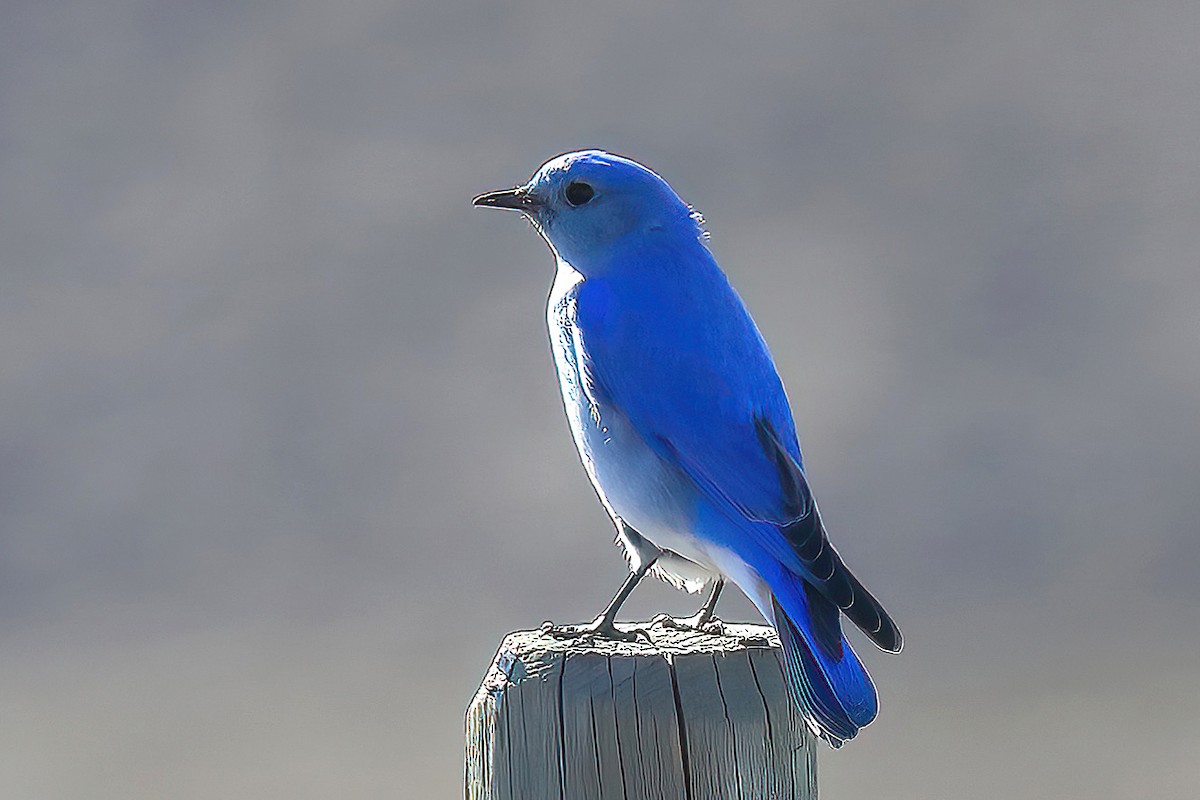Mountain Bluebird - Dave Kreft